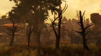 Morrowind forest