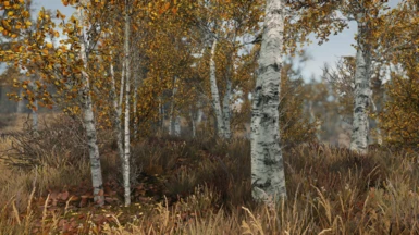 Birch - forest