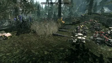 A modest garden