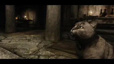 mihail kitty