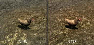 v2-10 Compare - Chickens need love too