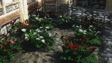 Plantable Roses of Remembrance for Hearthfire
