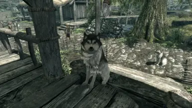 Generic stray dog