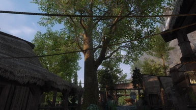 Oaks in Riverwood during late afternoon