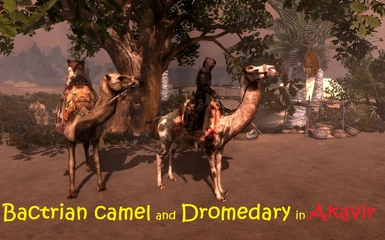 Bactrian camel and Dromedary in Akavir LE