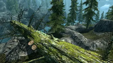 2k bark texture with new lichen texture