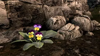 KJ Violets