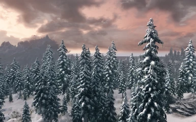 Heavy Snow Pines 