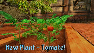 New Tomato plants