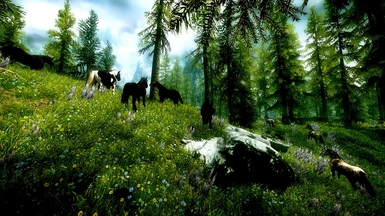 Forest Meadow