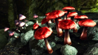 Mushroom Hunting 1
