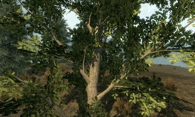 Tree 39