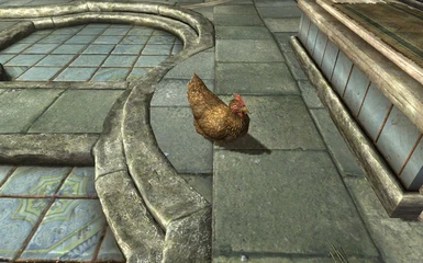 Chicken paying respects at a temple