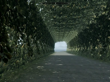 Ivy Walkway
