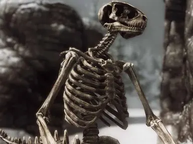 skyrim special edition skeleton race