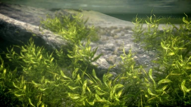 Green Kelp Grass 02