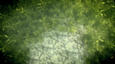 Green Kelp Grass 03
