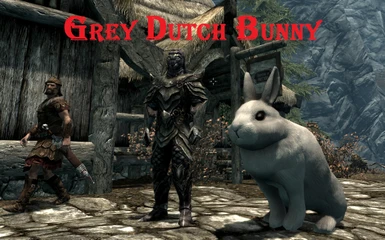 Grey Dutch Bunny