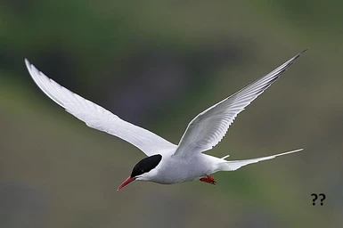 An example tern