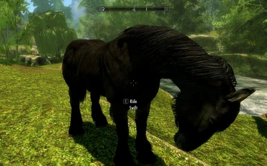 Swift - A tamed horse 