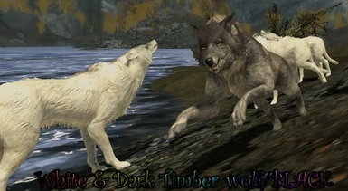 White and black_Dark timber wolf ver 1