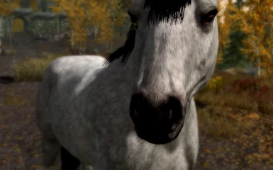 Riften horse - so cute