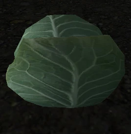 Old Cabbage