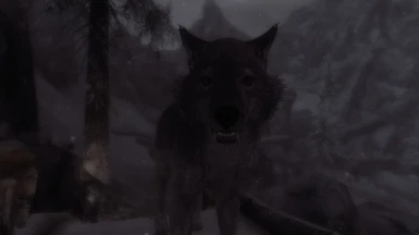 Wolf Companion - Eis