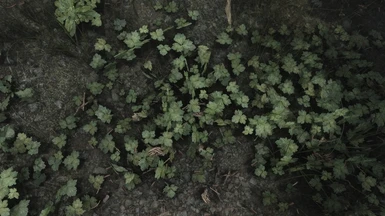 Version 2 - Leafy Groundcover