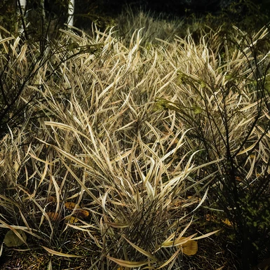 Mindflux Grass Textures- Fall Forest Grass