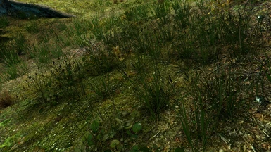 Unique Grass no ENB with Vanilla Lighting and small saturation boost - image by SparrowPrince