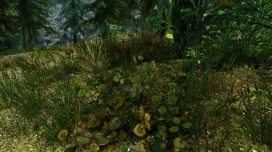 Unique Grass no ENB with Vanilla Lighting and small saturation boost - image by SparrowPrince