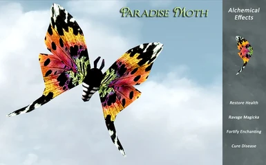 Paradise Moth