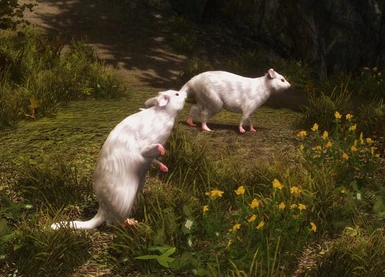 Albino Rat