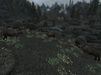 Cattle Herd 02