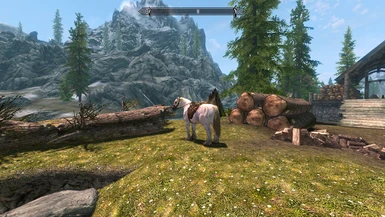 player horse close up