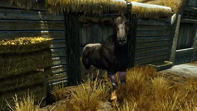 Immersive Stables