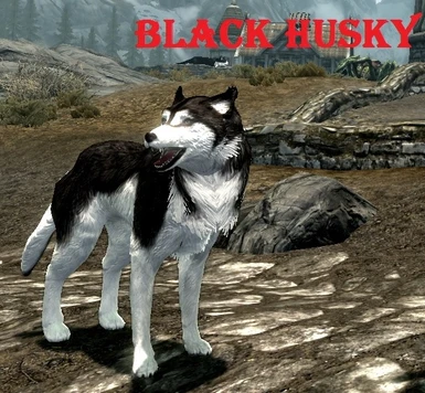 Black Husky