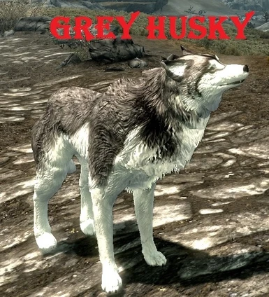 Grey Husky