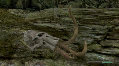 Mammoth skull with tusks