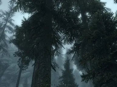 No Pine Neeedles