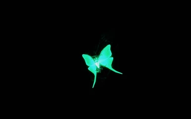 Luminescent Luna Moths