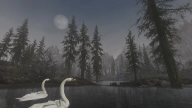Swans in Morthal 1
