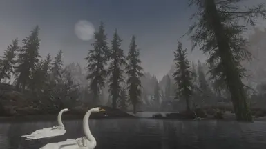 Swans in Morthal 1