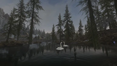 Swans in Morthal 2
