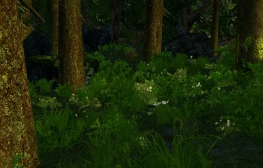 Forest2