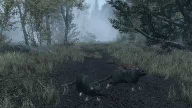 Rats