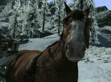 Horse breathing