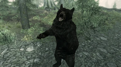 Black Bear Standing