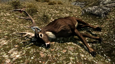 Dead White-Tail Deer
